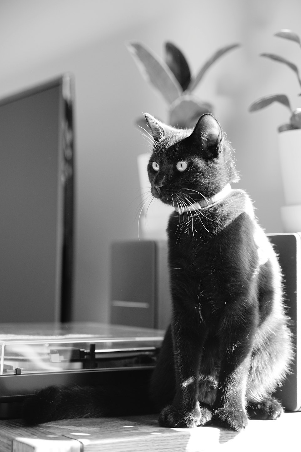 Black cat with a white collar sits on a wooden desk.