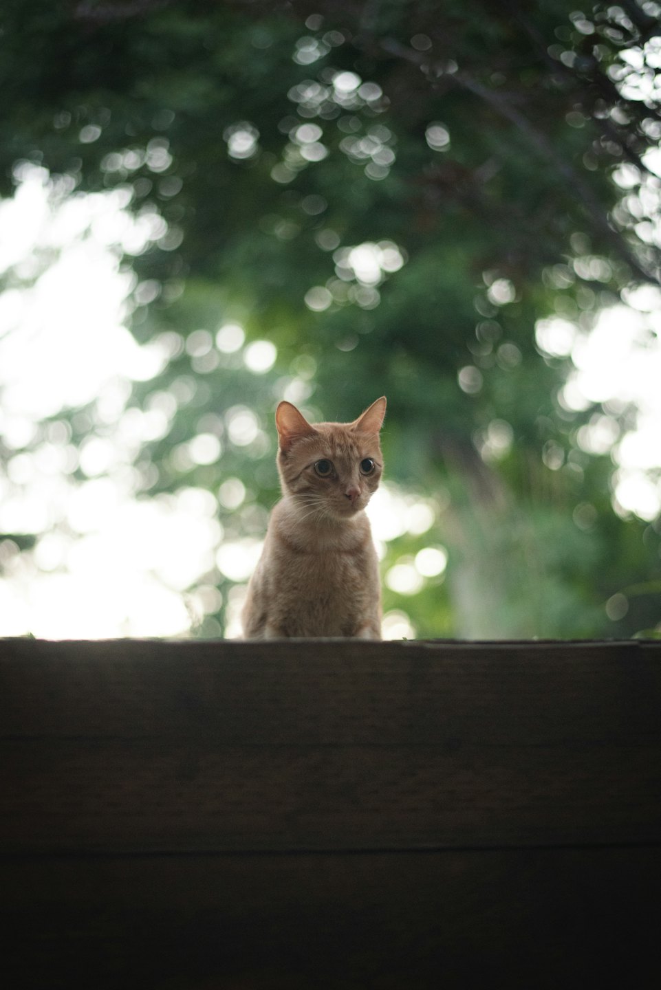 A ginger cat peeks over a dark wooden surface.