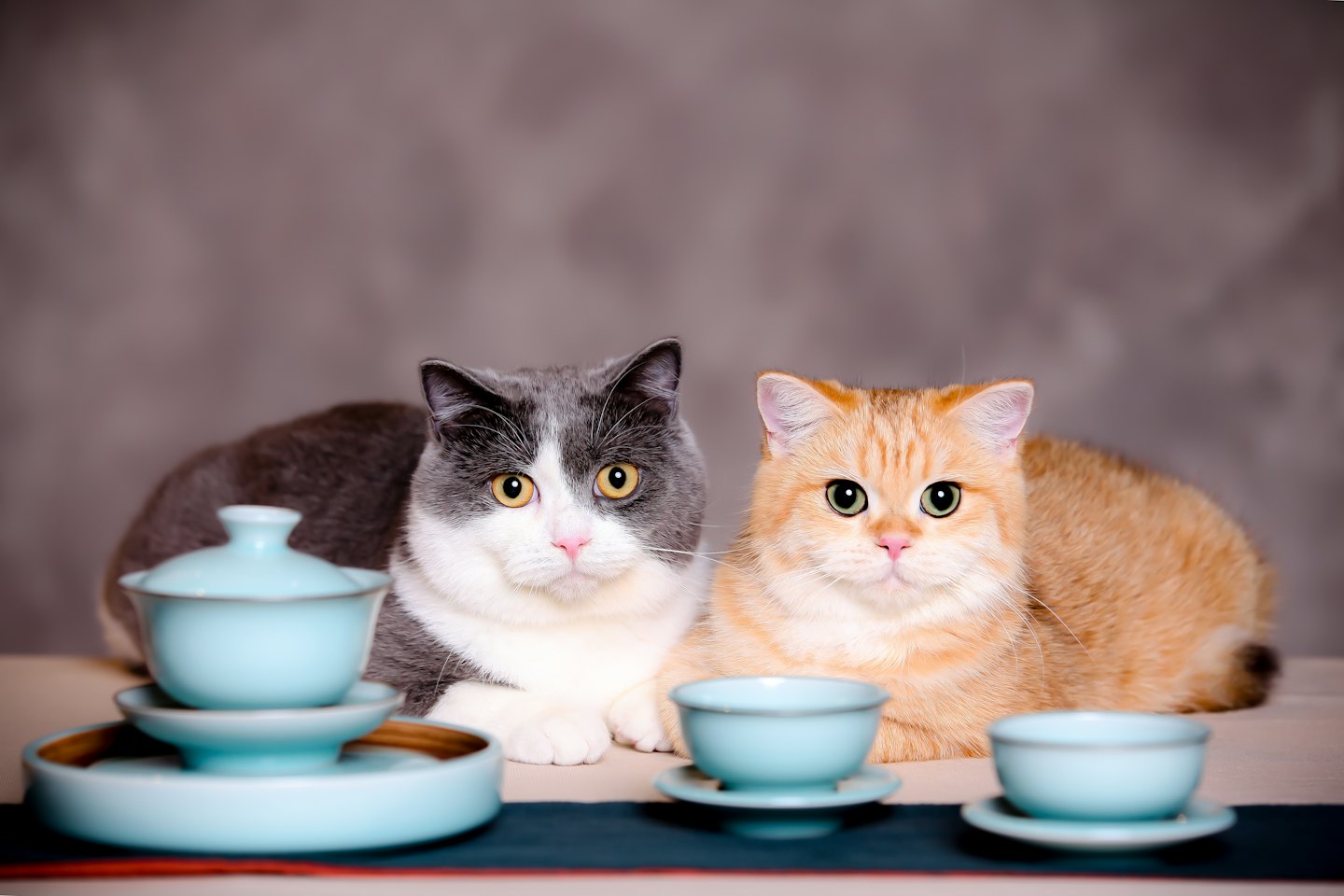 Grey and orange cats sitting behind blue ceramic tea sets.