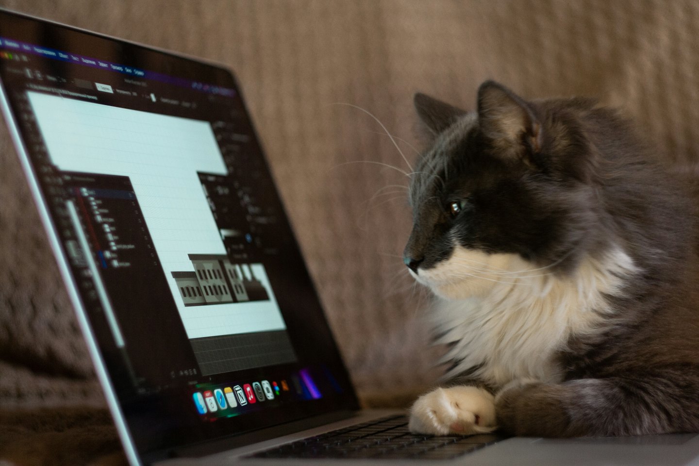 Fluffy cat sitting at a laptop while observing a design.
